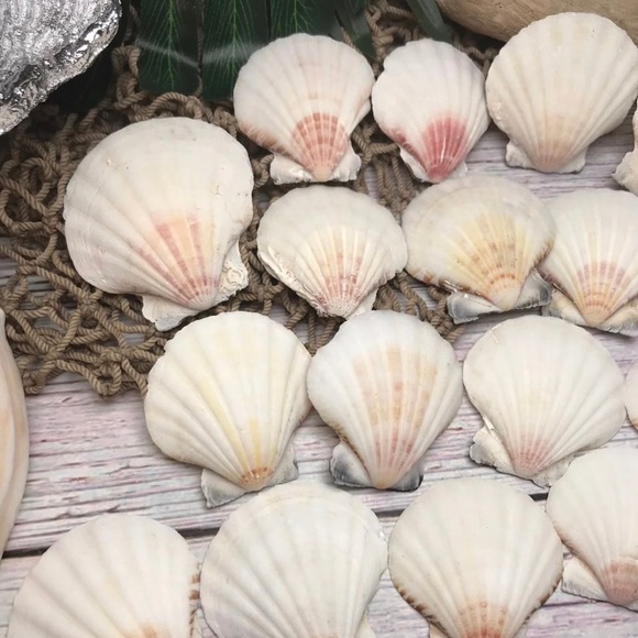 2 Dozen White /Off Scallop Shells Lot DIY Crafting SUPPLIES ornaments NAUTICAL - Picture 7 of 11
